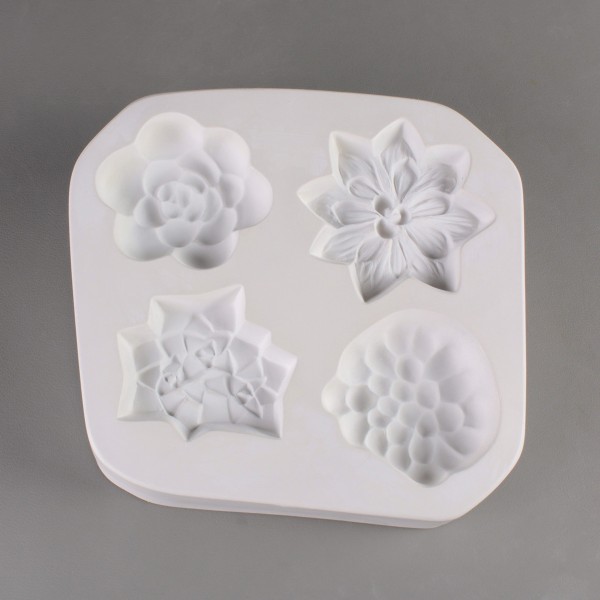 Small Succulent Small Succulent